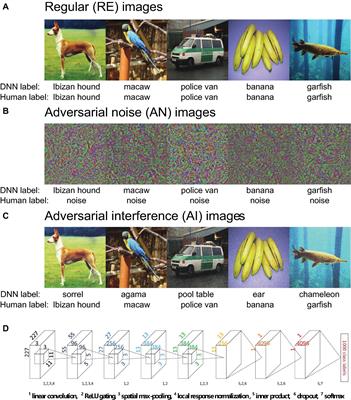 Dissociable Neural Representations of Adversarially Perturbed Images in Convolutional Neural Networks and the Human Brain